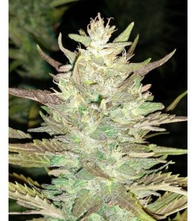 ARIZONA DREAM - Sachet de 250 Graines CBD Féminisée certifié EU