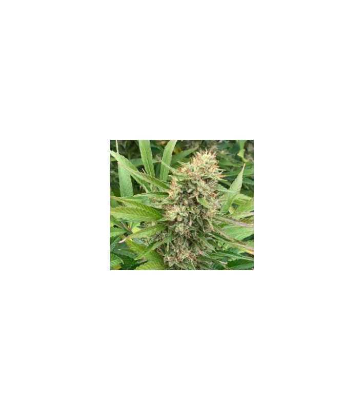 Midwest - Sachet de 100 graines CBD Féminisée certifiée EU