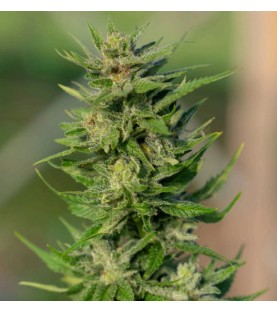 Semi-Plante  CBD EARLY ROCK SeedCollection
