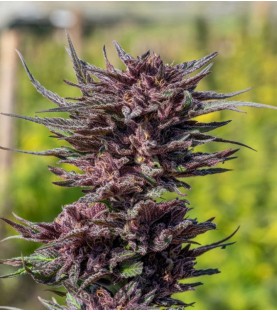 Graines Féminisées CBD PURPLE CHARLOTTE SeedCollection