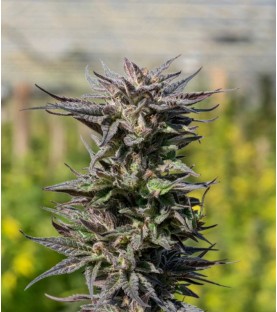Semi-Plante  CBD BLUE PASSION SeedCollection