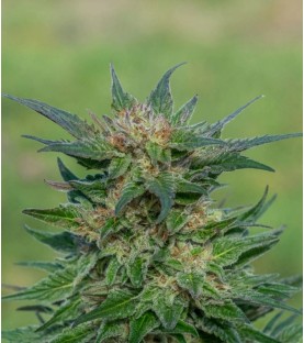 Graines Féminisées CBD SOUR TSUNAMI SeedCollection