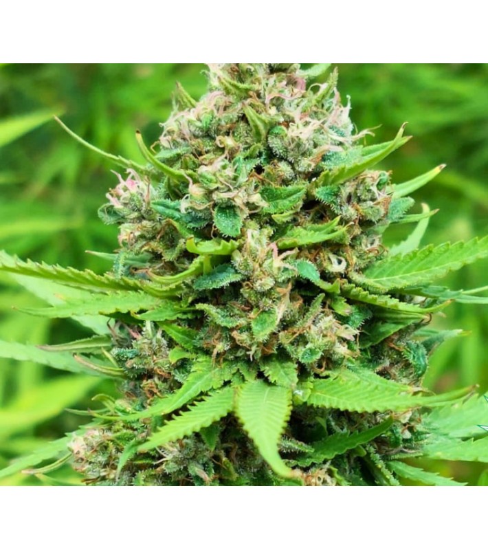 Graine Féminisée  CBD 22% ACDiesel  SeedCollection
