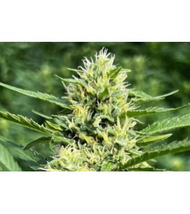 CDG XTAZ GRAINE DE CBG - SACHET DE 1000 GRAINES