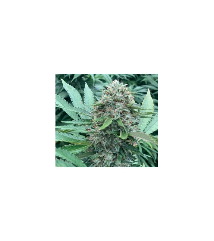 Northwest - Sachet de 500 graines CBD Féminisée certifiée EU