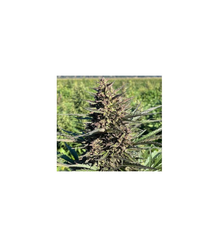 Autopower - Sachet de 500 graines CBD Automatique certifiée EU