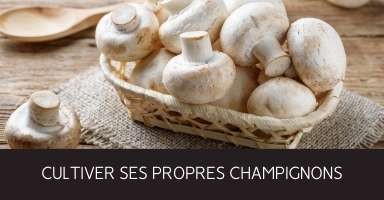 Comment cultiver ses propres champignons en intérieur indoor culture shrooms mycélium pain ballot pleurotes shiitakés champikit DIY