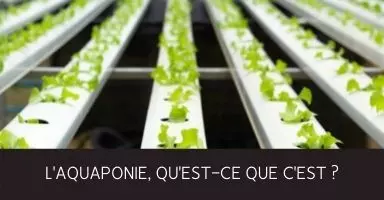 Qu'est-ce que l'Aquaponie introduction méthode de culture intérieure extérieure hydroponie système aquaponique