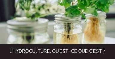 Qu'est-ce que l'Hydroculture décoration d'intérieur Hydroponie plantes en pots nouvelle tendance jardinage