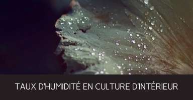 Taux Humidité Culture Intérieur Indoor Outdoor Plantes Vertes Photopériodisme